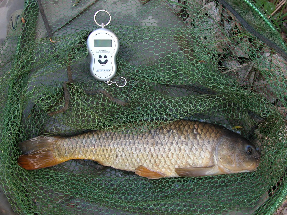 Common 4lb 5oz