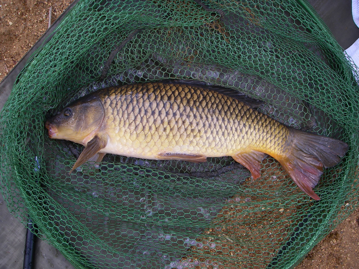 Common 6lb 8oz