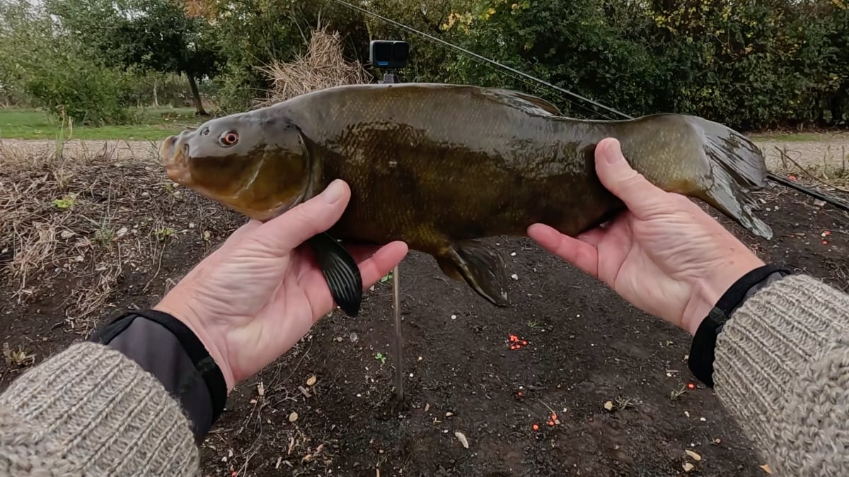 First tench