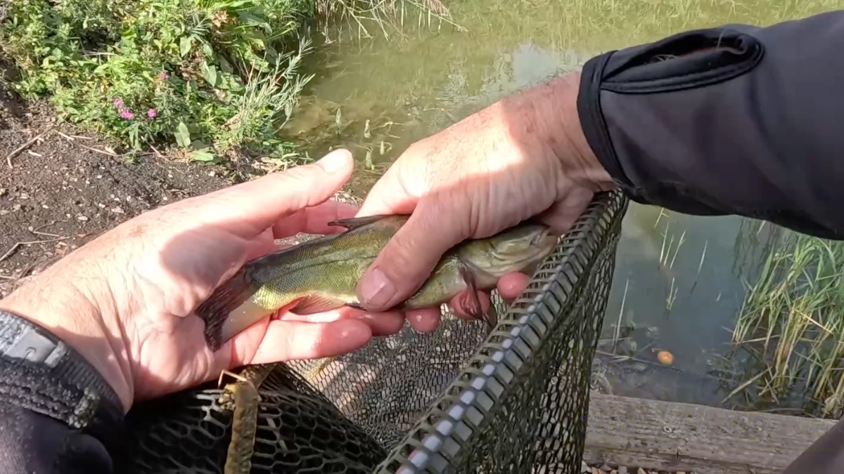 baby tench