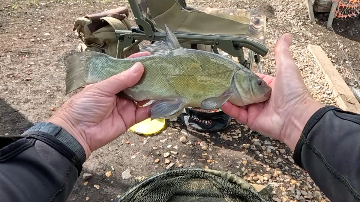 medium tench