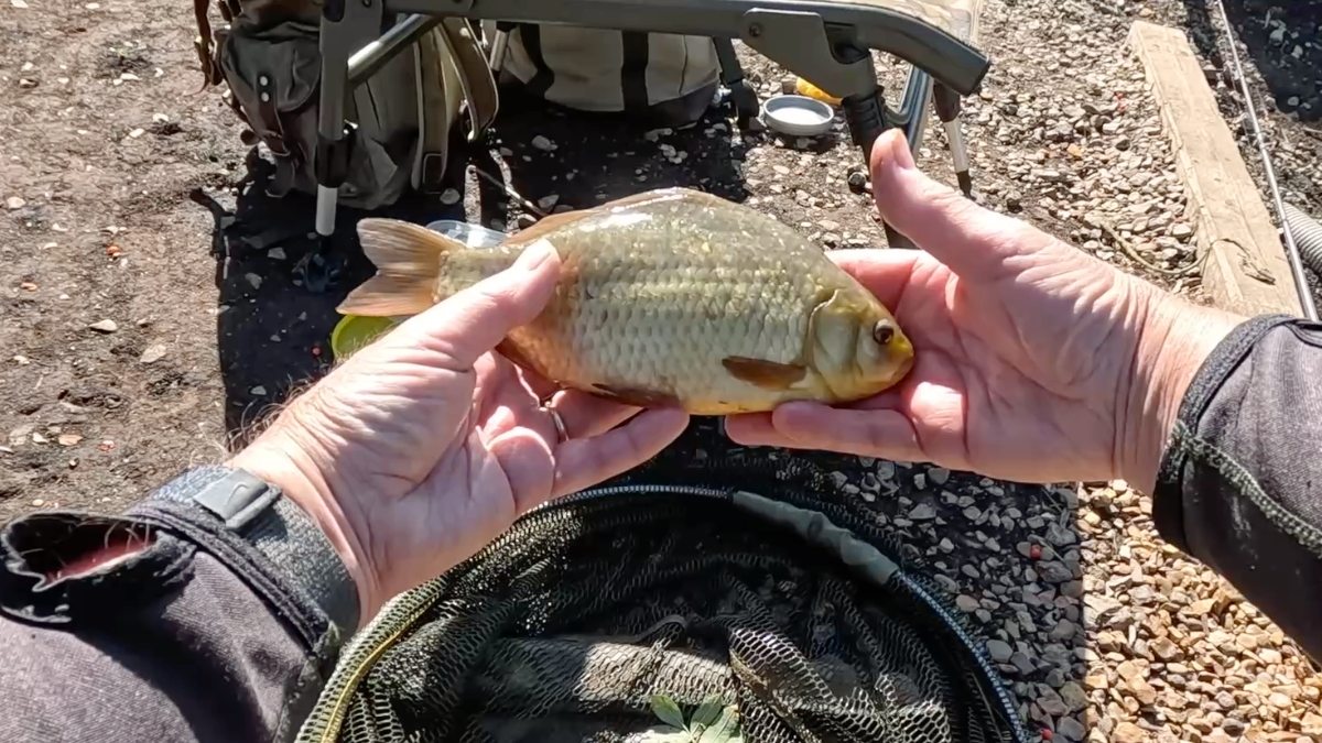 1st crucian