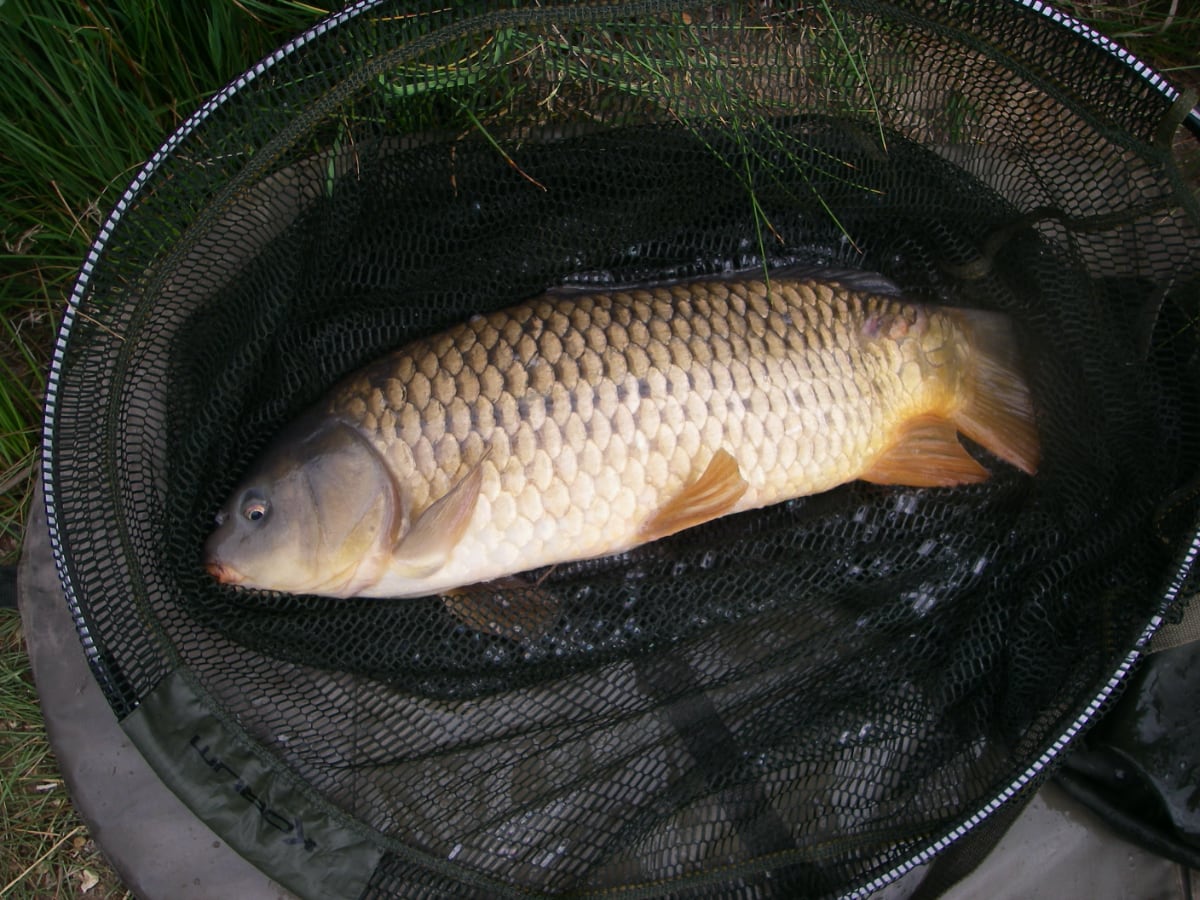 Common 7lb 5oz