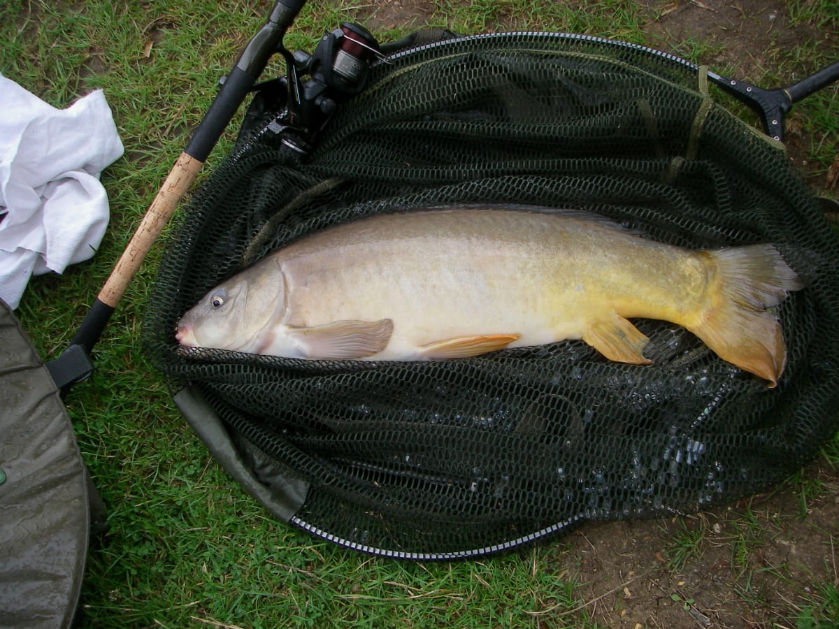 Leather 8lb 6oz