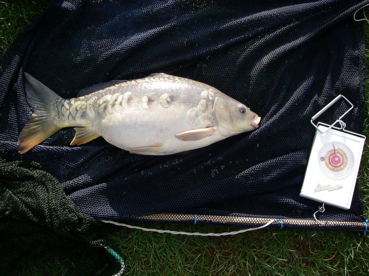 Mirror 6lb 8oz