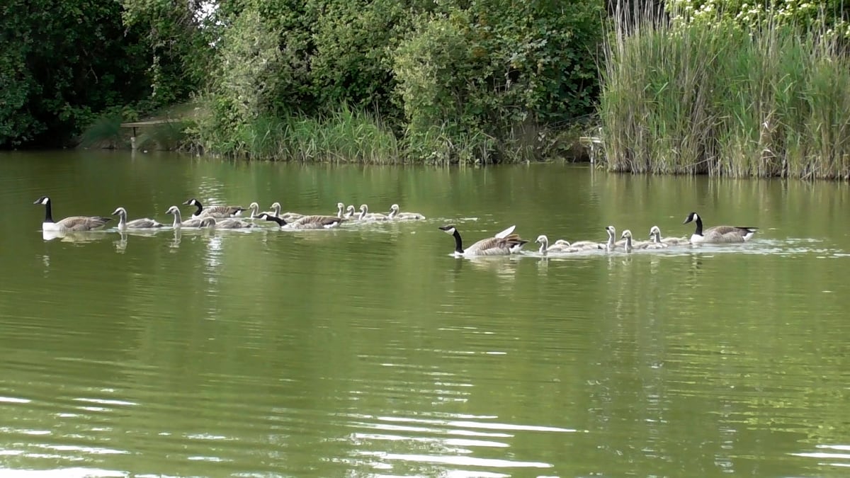 Canada Geese