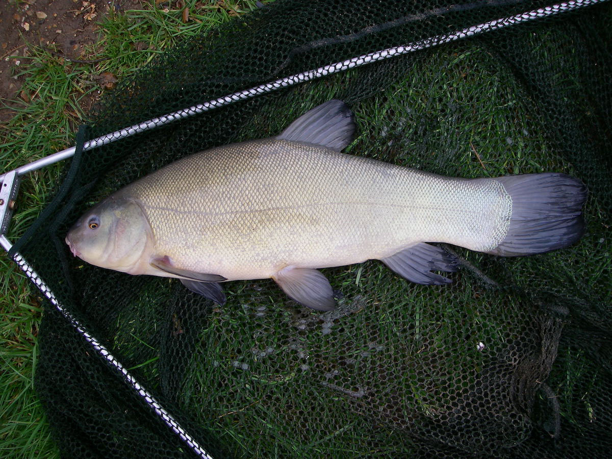 Tench 3lb 4oz