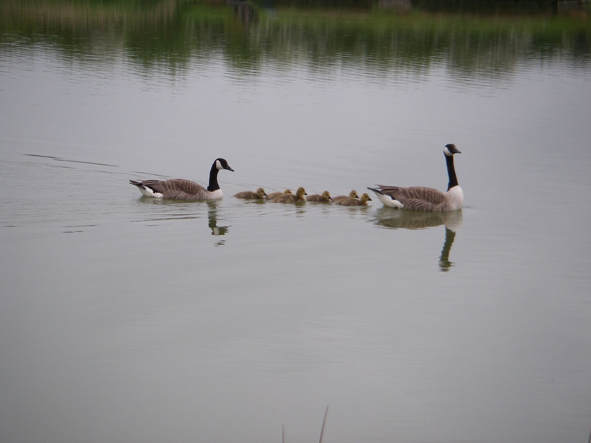 Canada Geese & family
