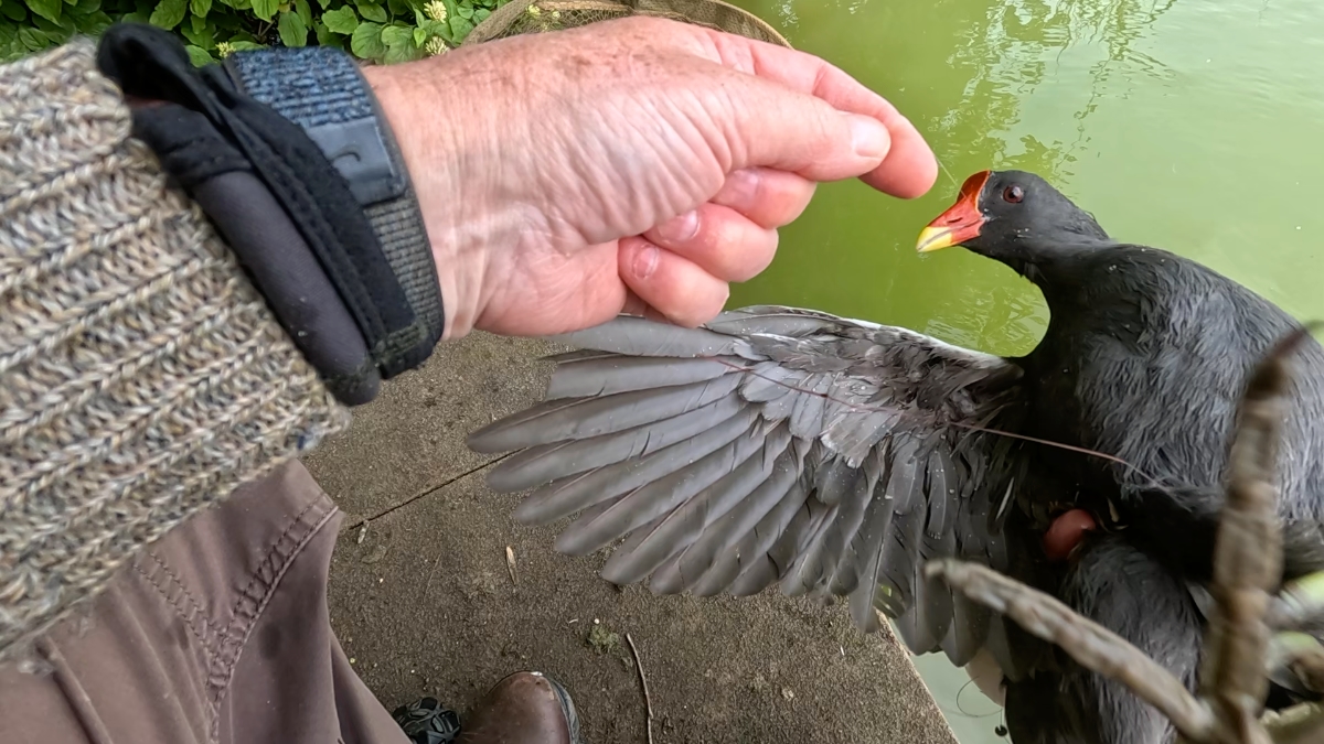 moorhen