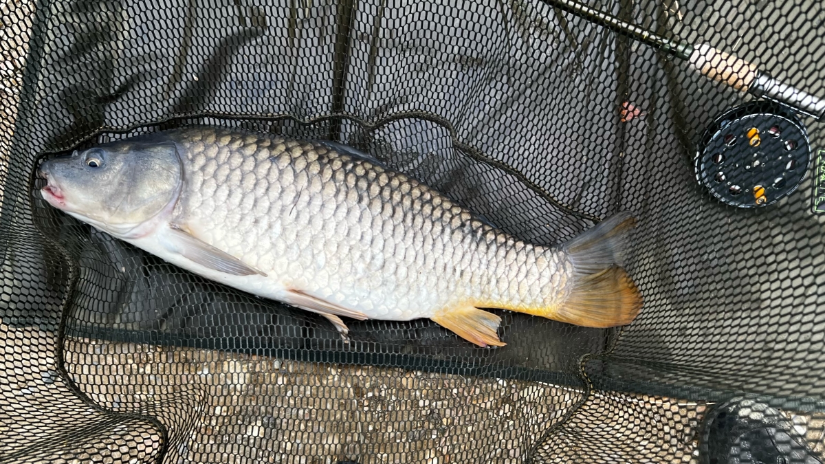 last carp