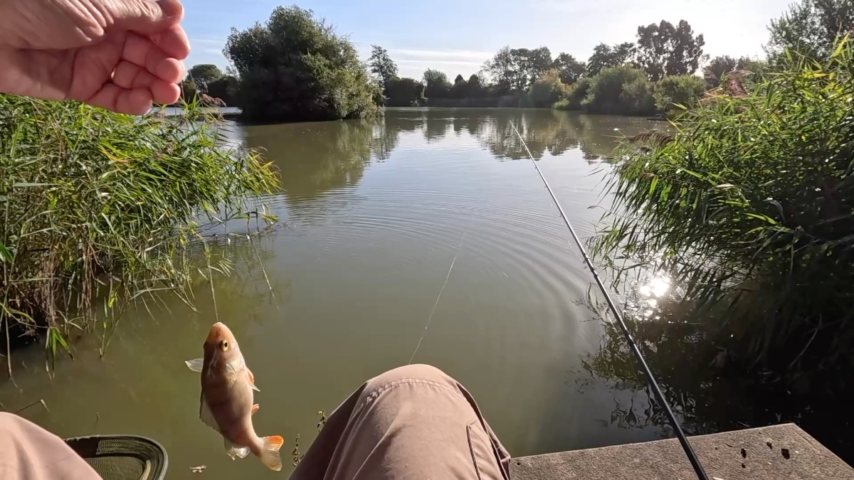 the swim & first perch