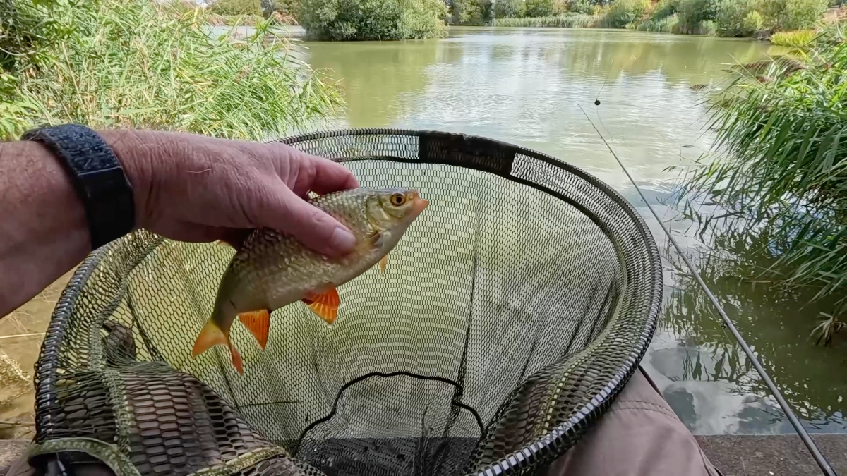 first decent rudd