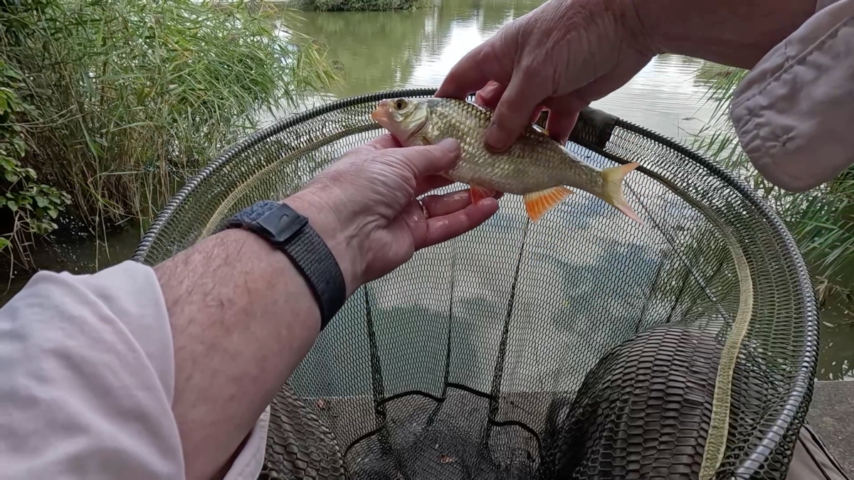second decent rudd