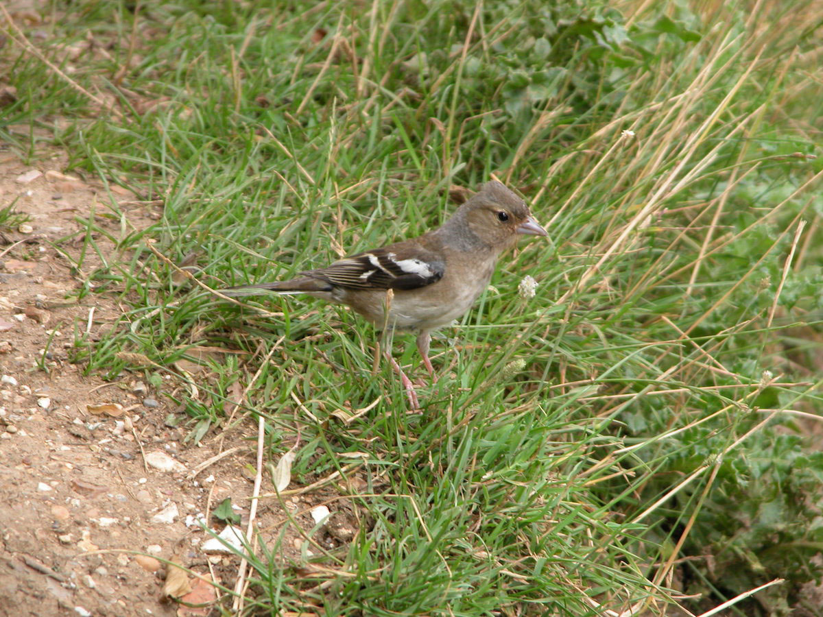 Chaffinch