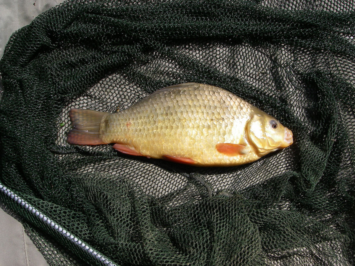 Crucian