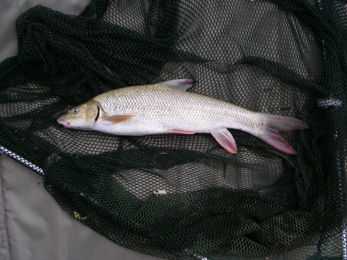 Barbel