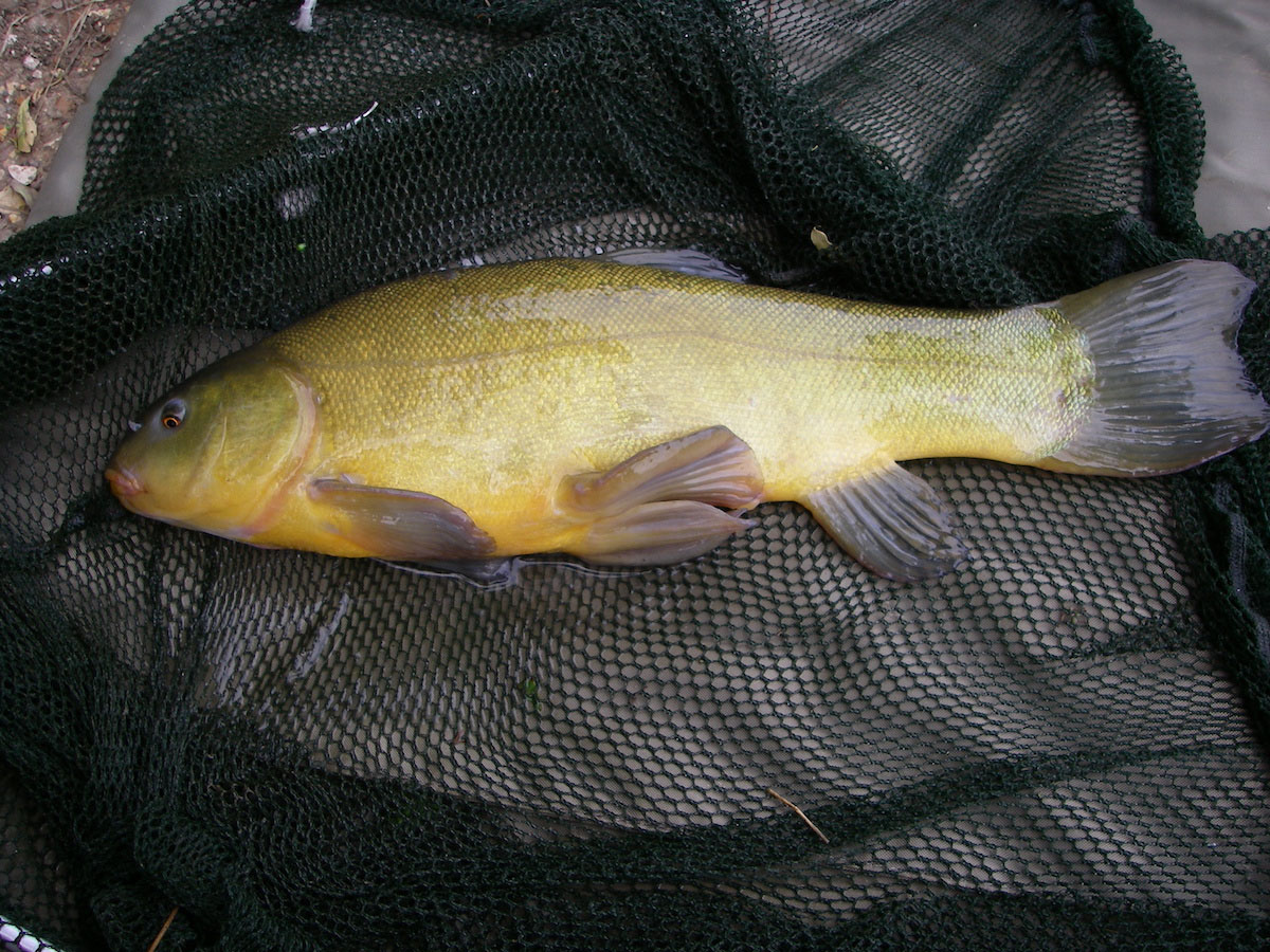 Tench 3lb 4oz