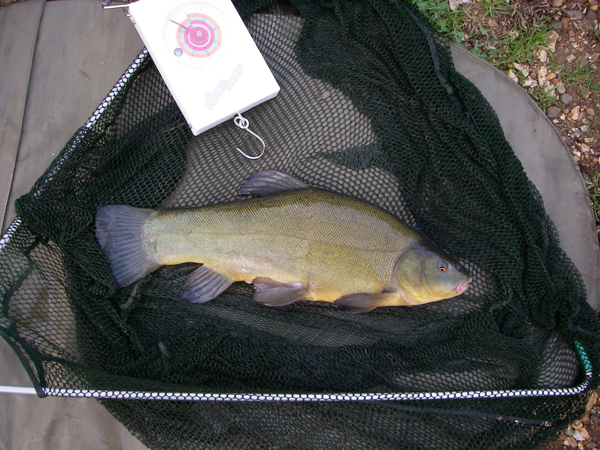 Tench 2lb 2oz