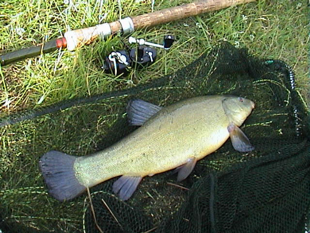 Tench