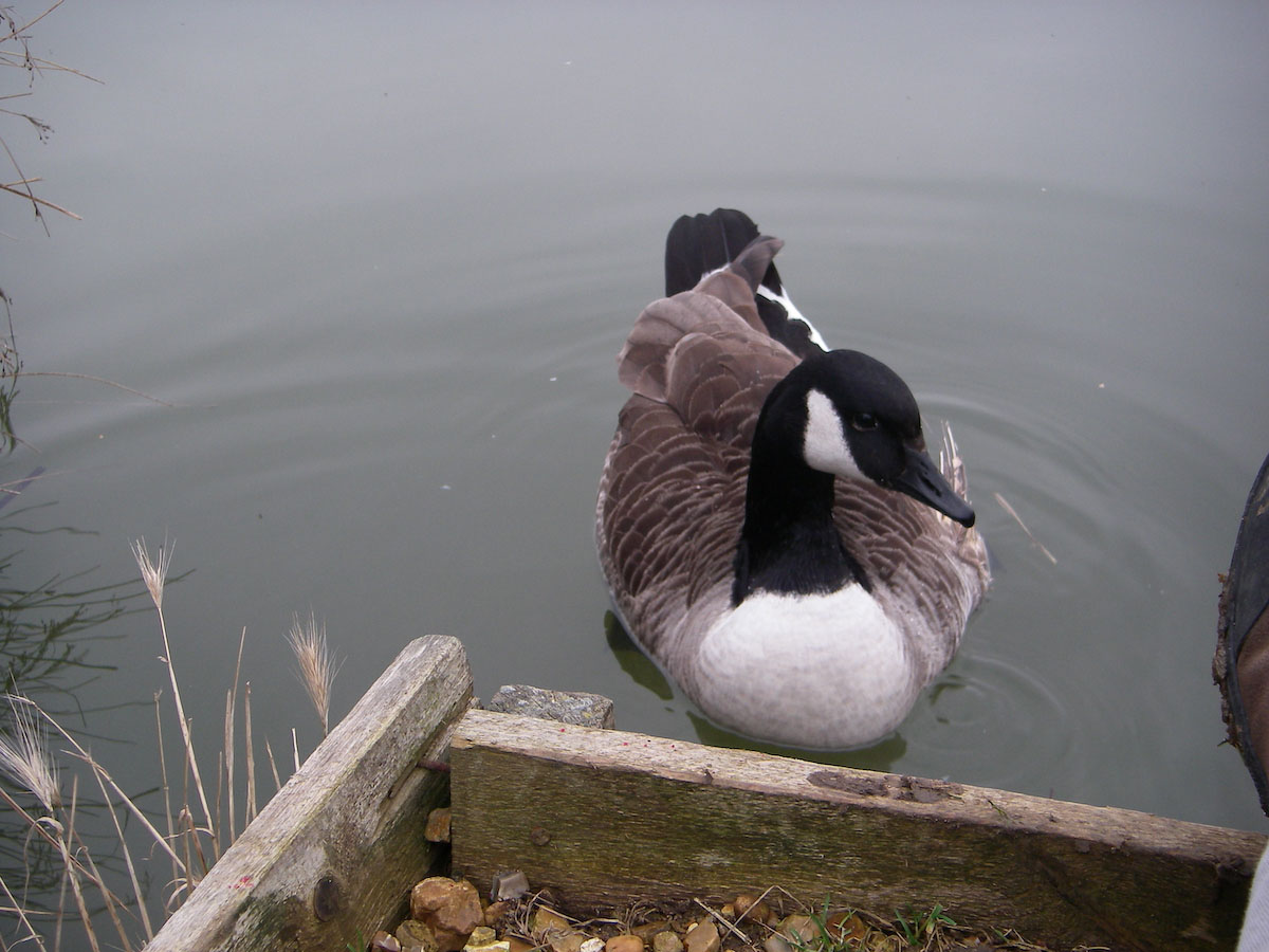 Injured Canada Goose