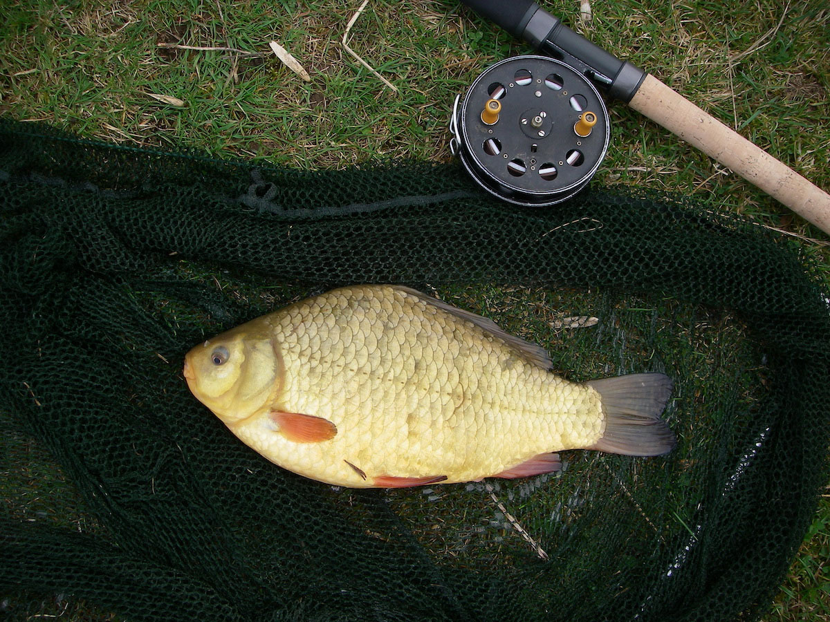 Crucian