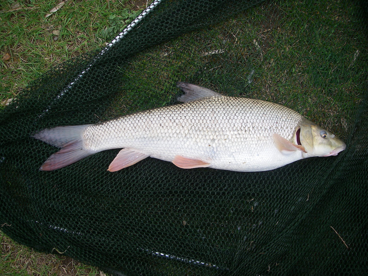 Barbel circa 1½lb