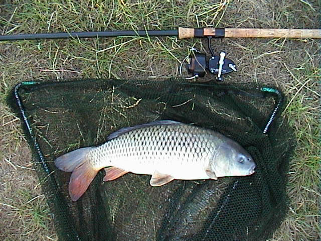 Common 4lb 10oz