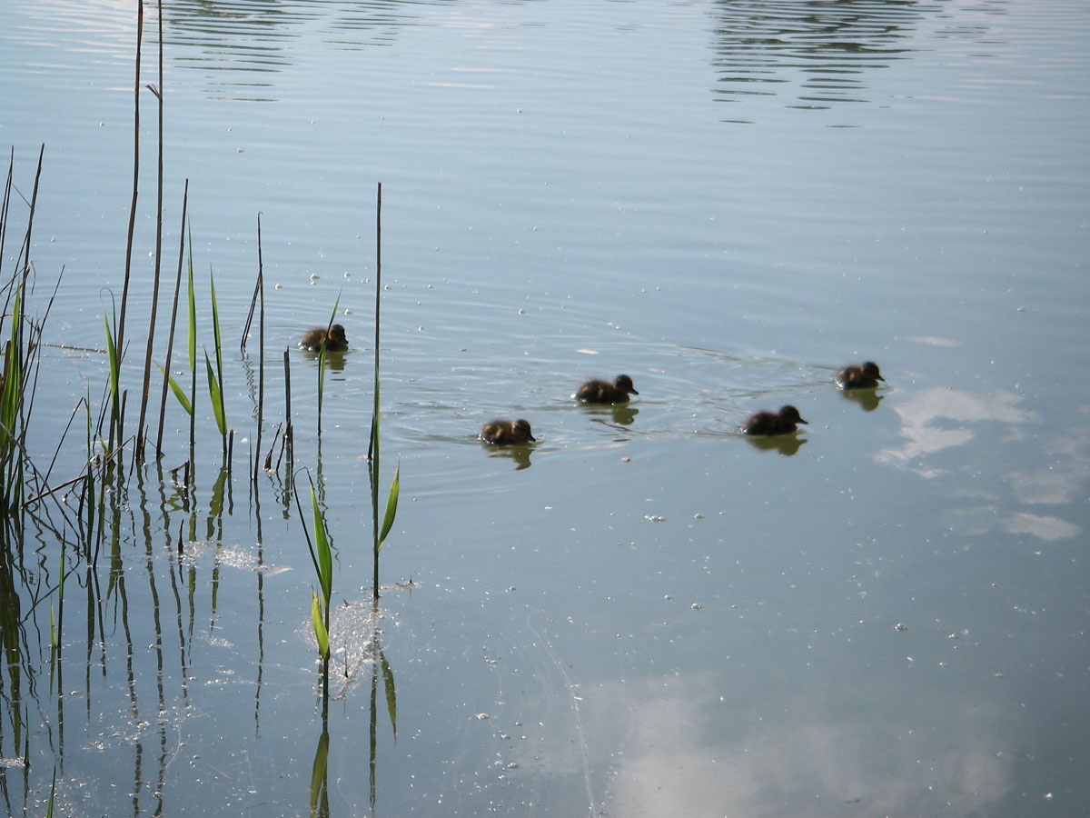 Mallard chicks