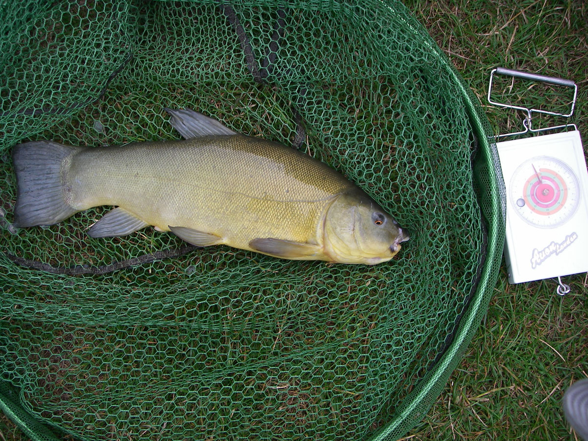 Tench 3lb 6oz