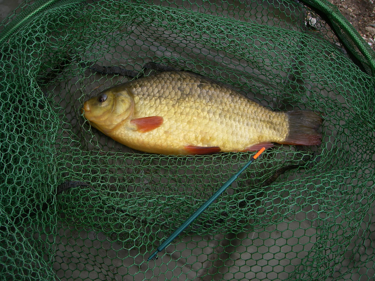 Crucian 1lb 14oz