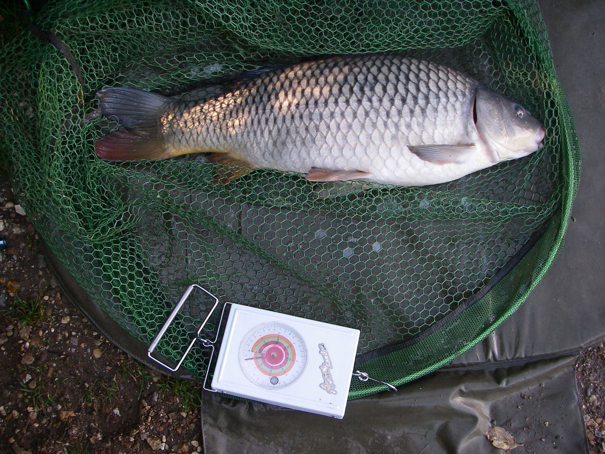 Common 7lb 8oz