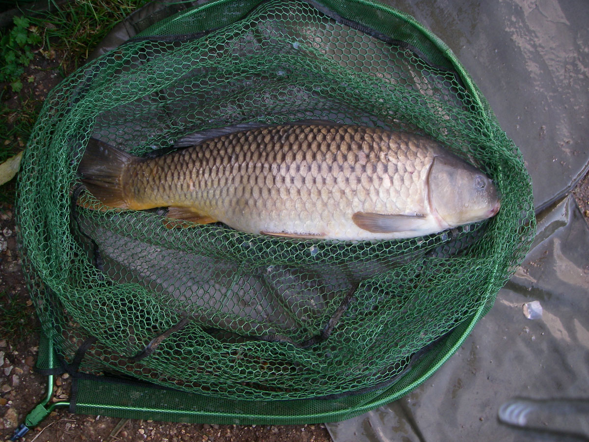 Common 10lb