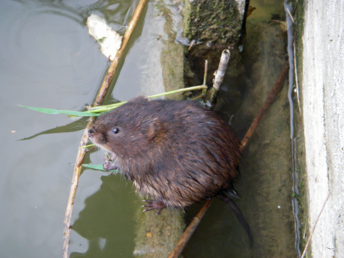 Water vole