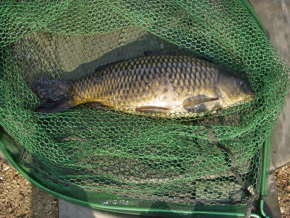 Common 4lb 12oz