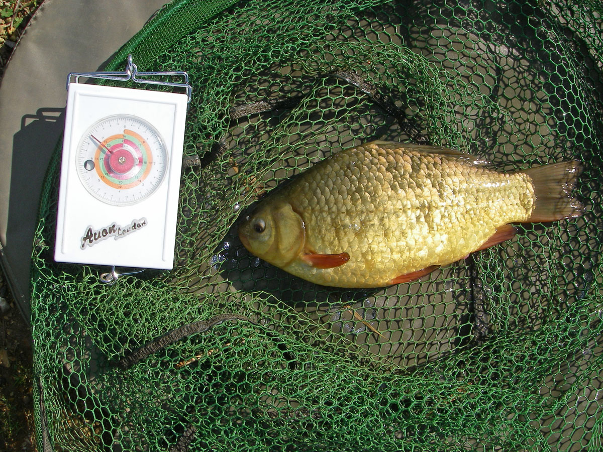 Crucian 2lb 0oz