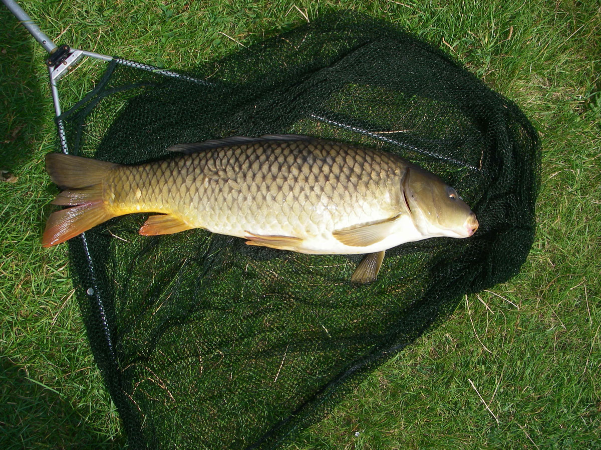 Common 8lb 10oz