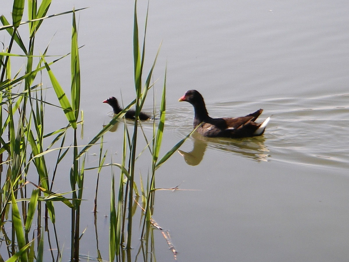 Moorhens