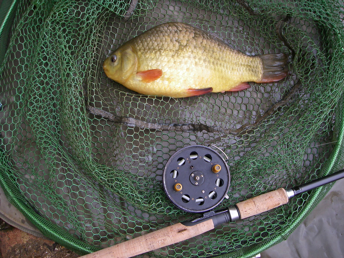 Crucian 2lb 1oz