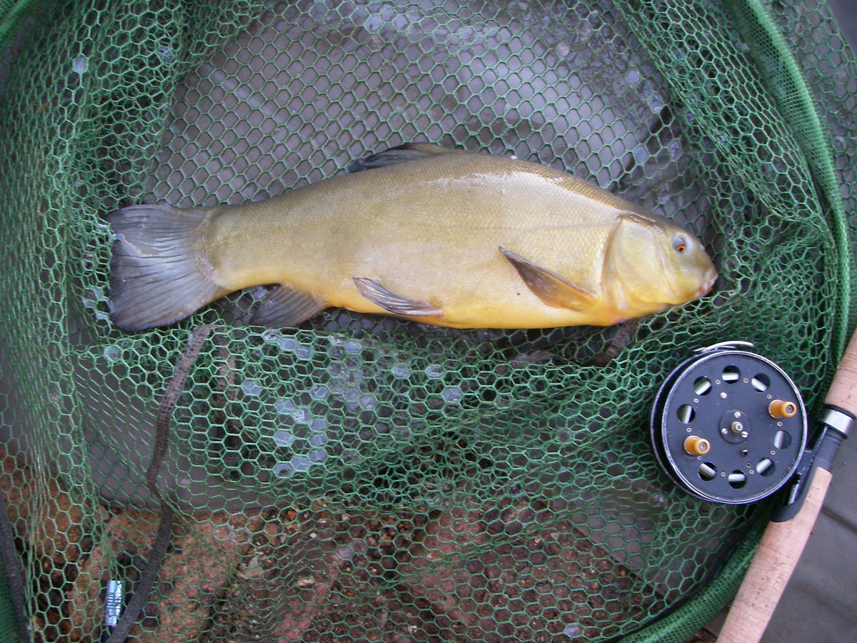 Tench 3lb 14oz