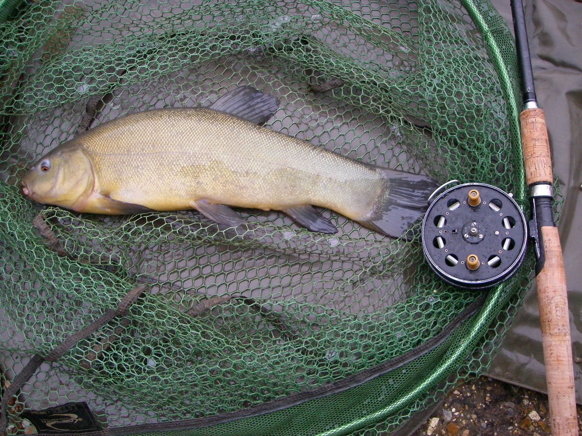 Tench 3lb 0oz