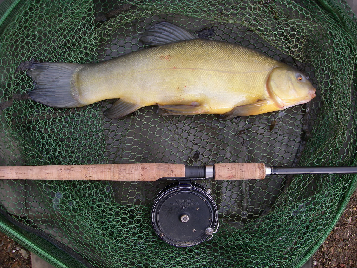 Tench 3lb 10oz