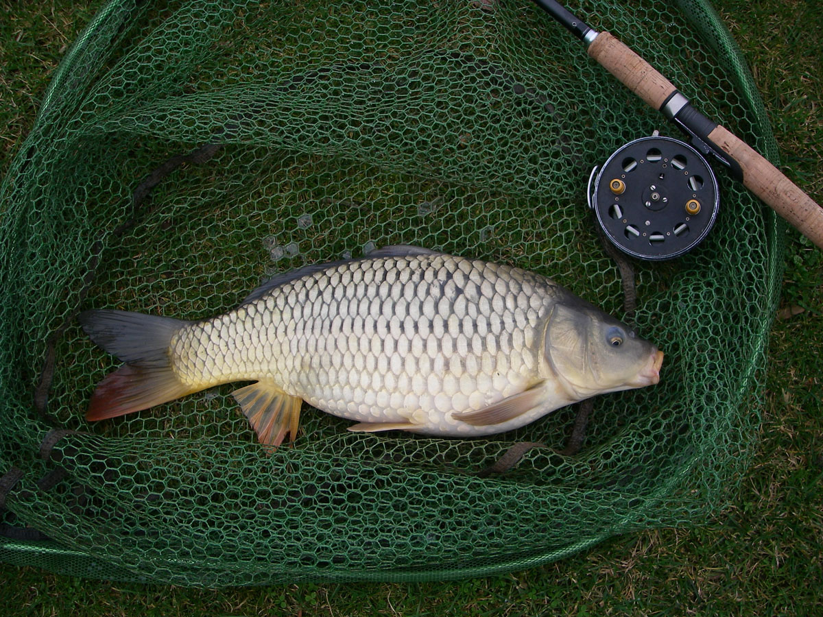 Common 4lb 5oz