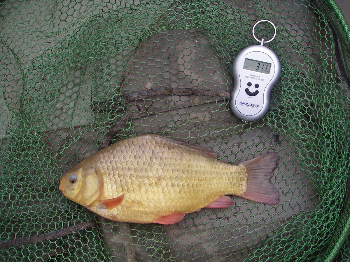 Crucian 1lb 15oz