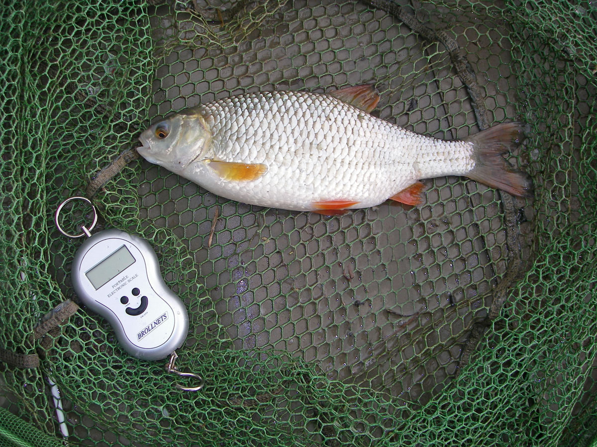 Roach 1lb 3oz