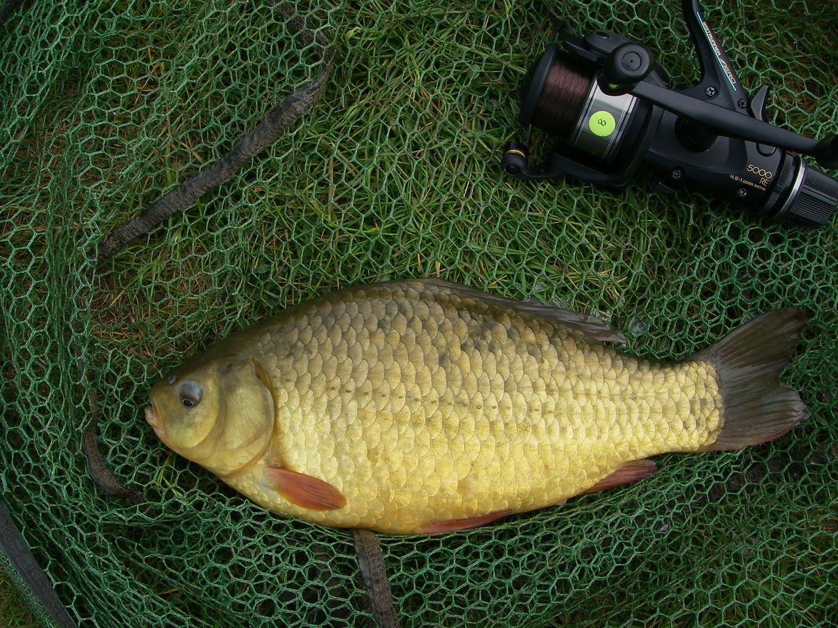 Crucian 2lb 4oz