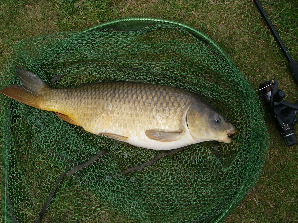 Common 8lb 10oz