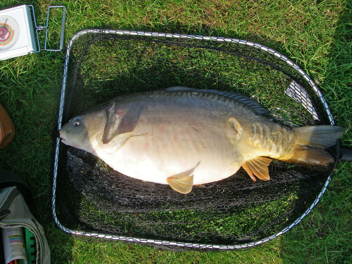 Mirror 10lb 2oz