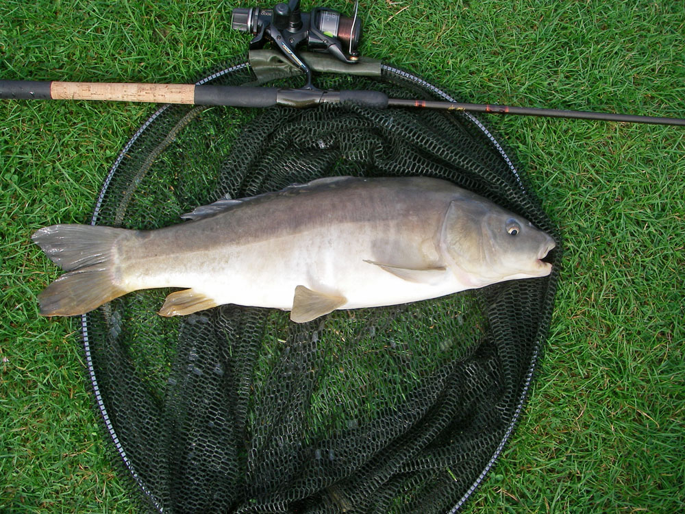 Leather 7lb 5oz