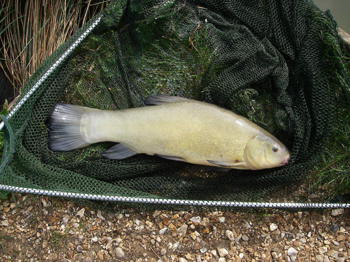 Tench