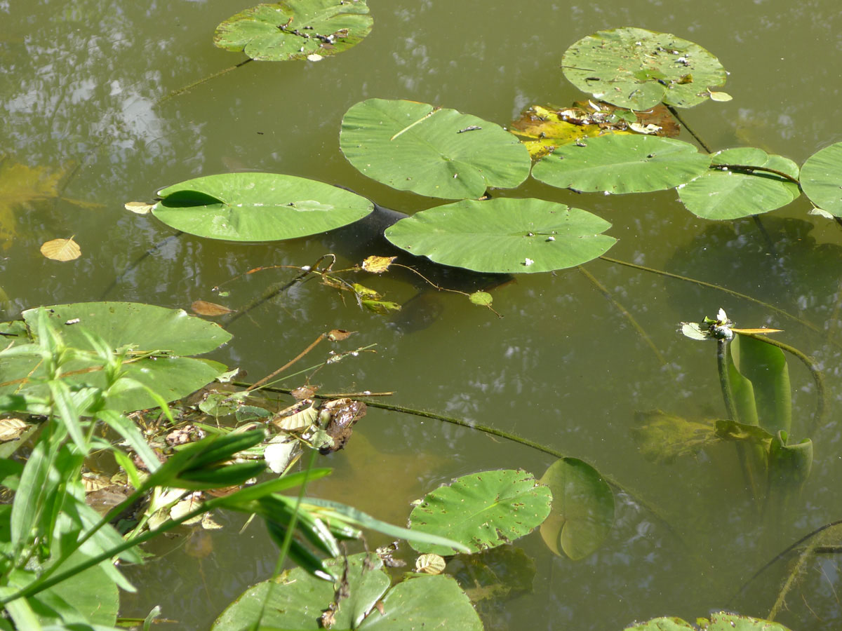 Carp under lilies